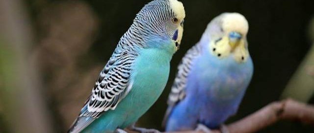 Gli Uccelli e Noi